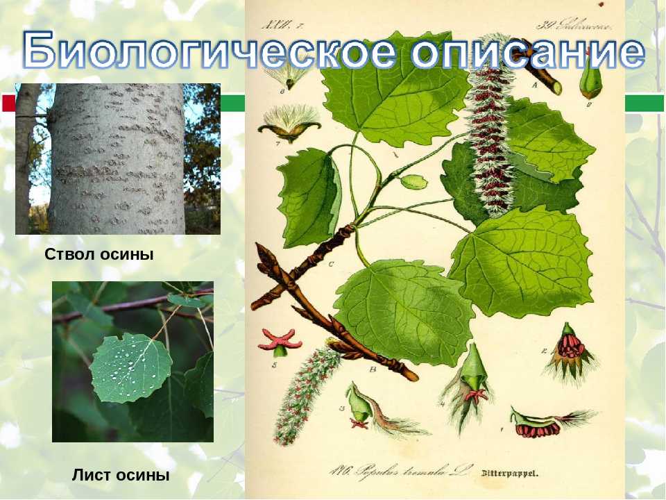 ✅ дерево похожее на тополь - питомник46.рф
