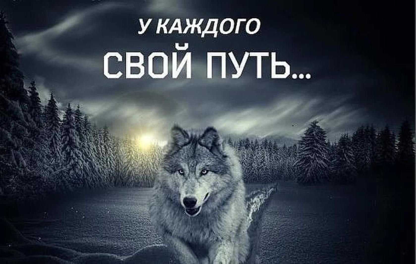 Волк одиночка: что это значит и какой образ жизни он ведет?