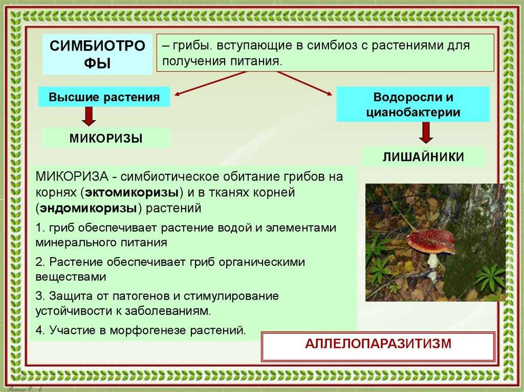 Грибы. общая характеристика и значение | биология