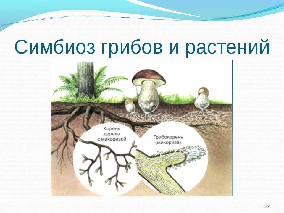 Грибы – короли симбиоза — xren.su