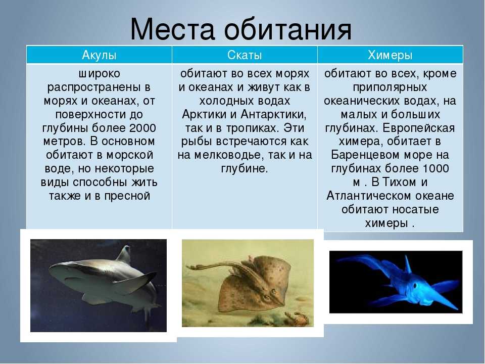 🚩 рыба дорада: морская или речная, польза и вред, рецепты