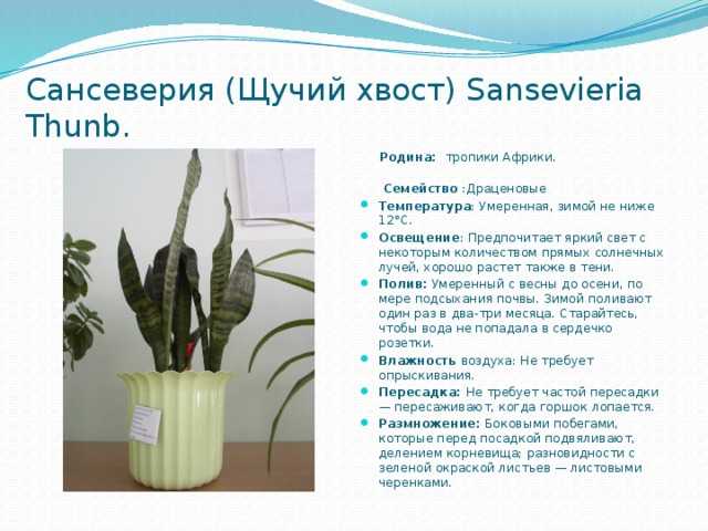 Сансевьера: виды (с фотографиями)