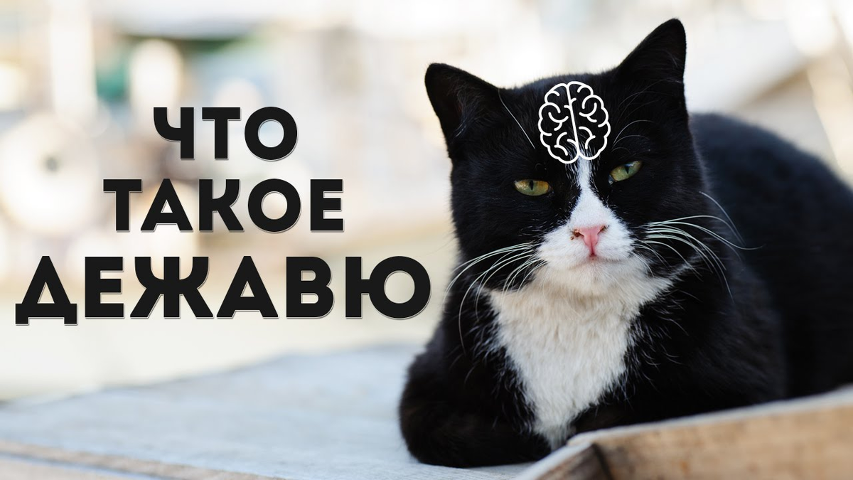 Что такое слово предшествует и как оно используется в русском языке – разъяснения и примеры