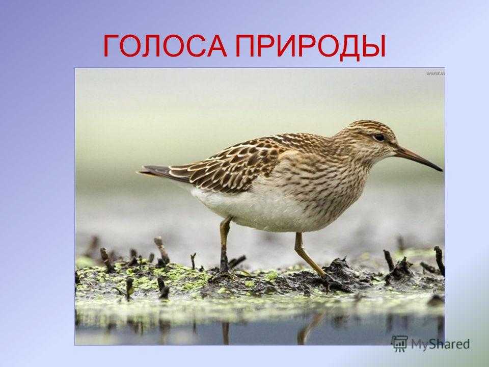 Значение пословицы «всяк кулик свое болото хвалит» в отношении одного присутствия личности в собственной среде.