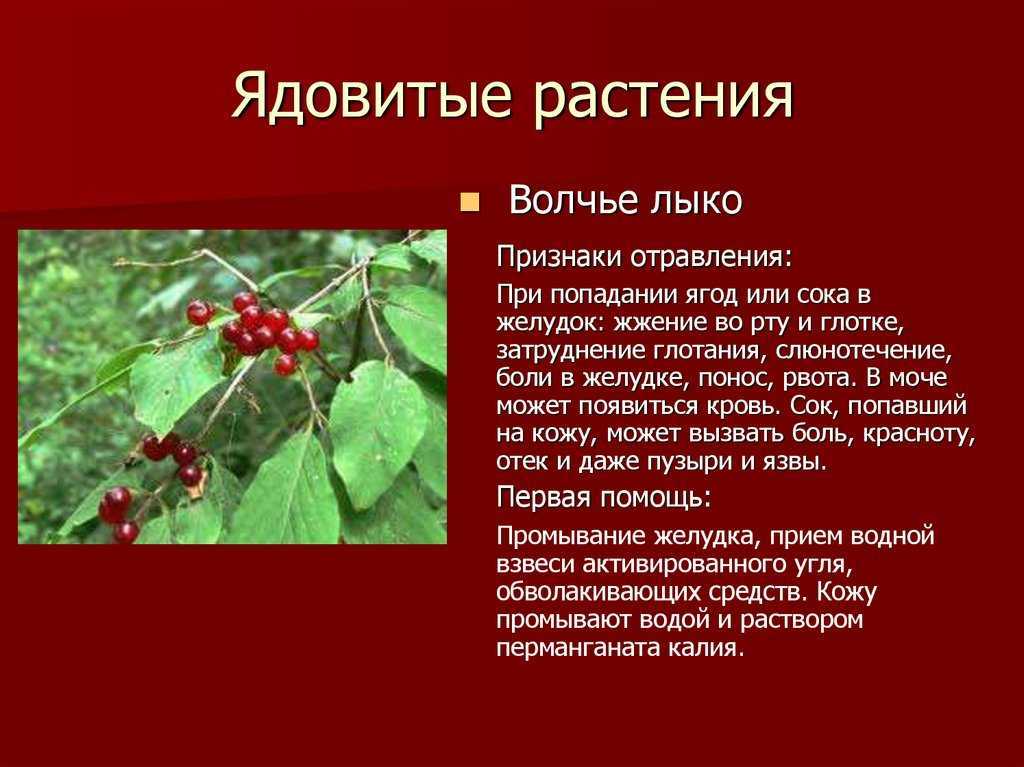 Волчьи ягоды / асиенда.ру