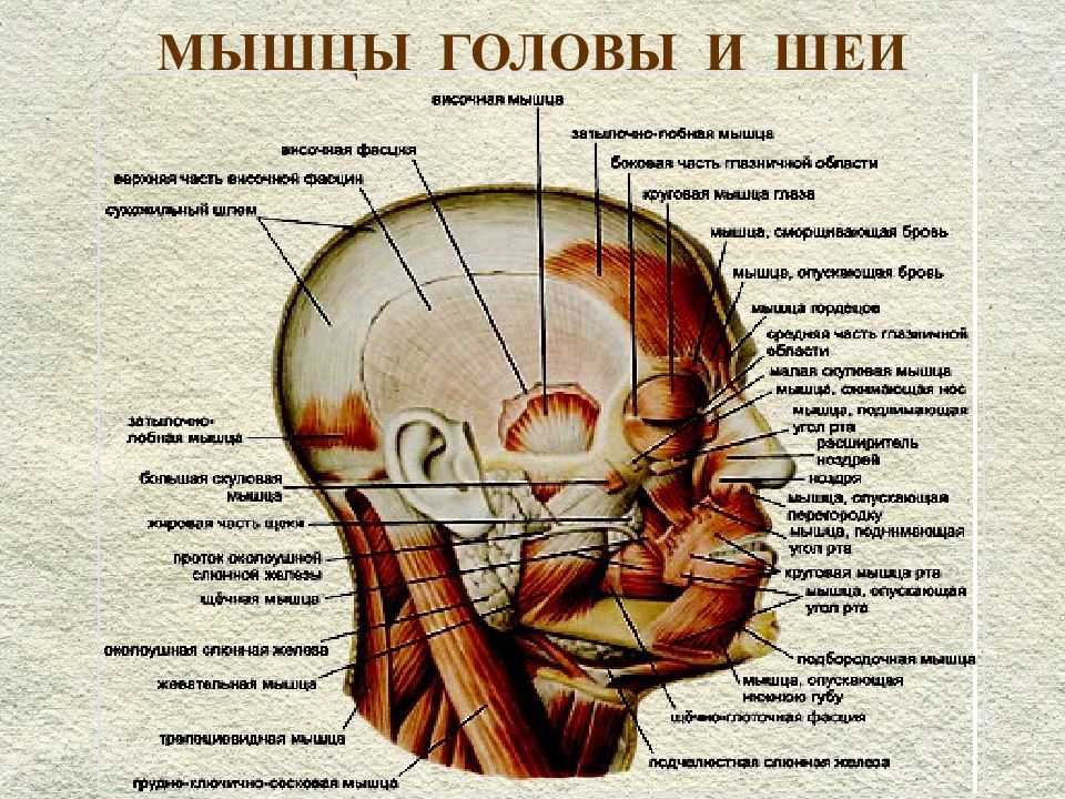 У какой национальности плоская широкая переносица. у каких народов чаще всего встречается нос с горбинкой. в виде картошки