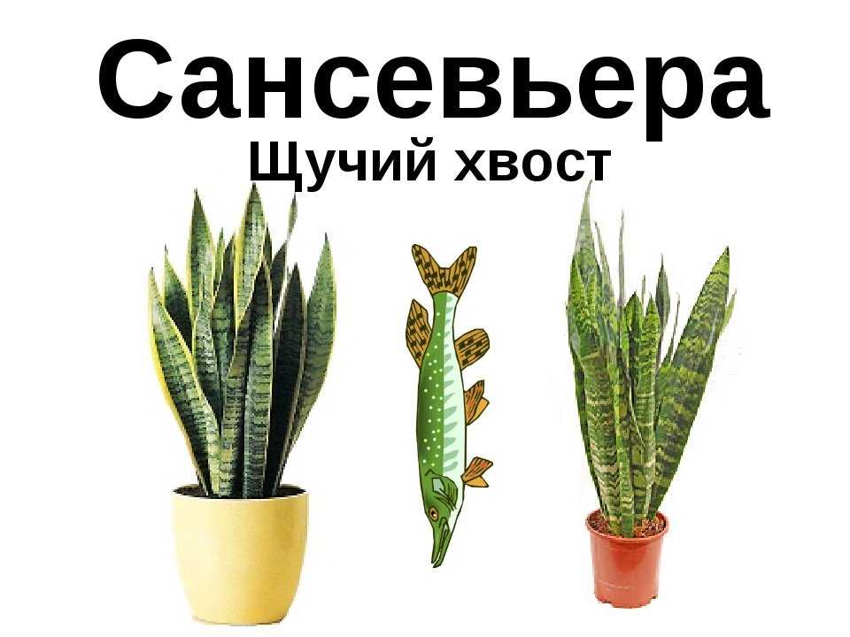 Цветы "щучий хвост": уход в домашних условиях, фото, польза и вред