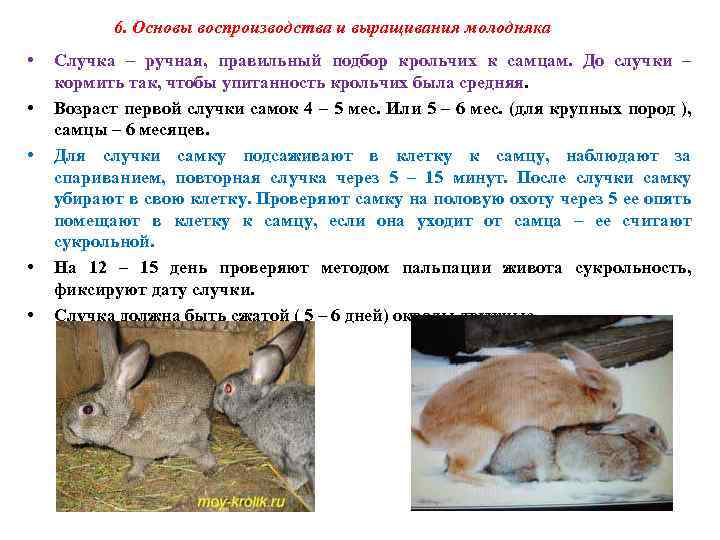 Роды крольчихи: подготовка и уход после окрола