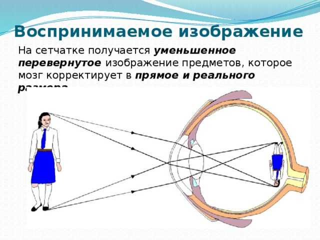 Интересные факты о зрении: почему наш мозг видит мир перевернутым