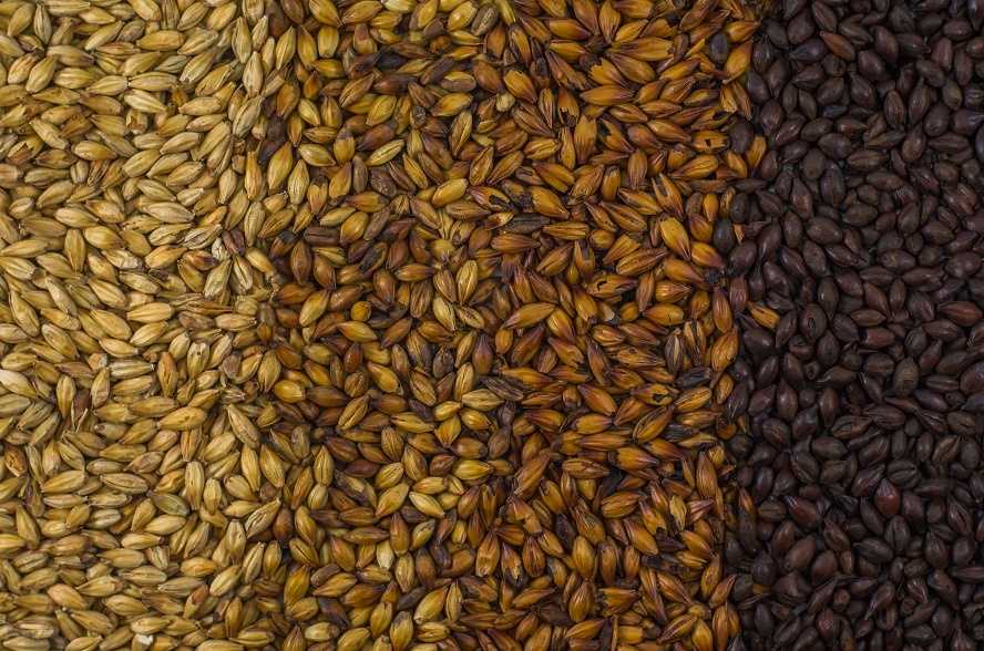Analyzing malt flavor | morebeer