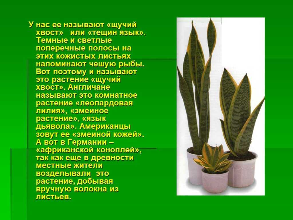 Выращивание сансевиерии – мечта начинающего цветовода