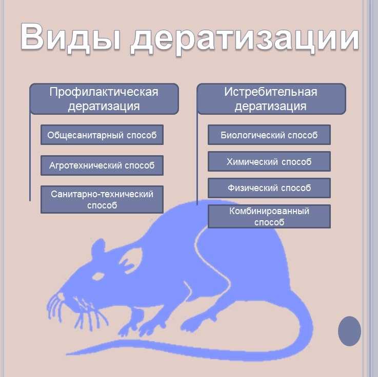 Крысы в частном доме или квартире: как от них избавиться, чего они боятся, признаки их появления