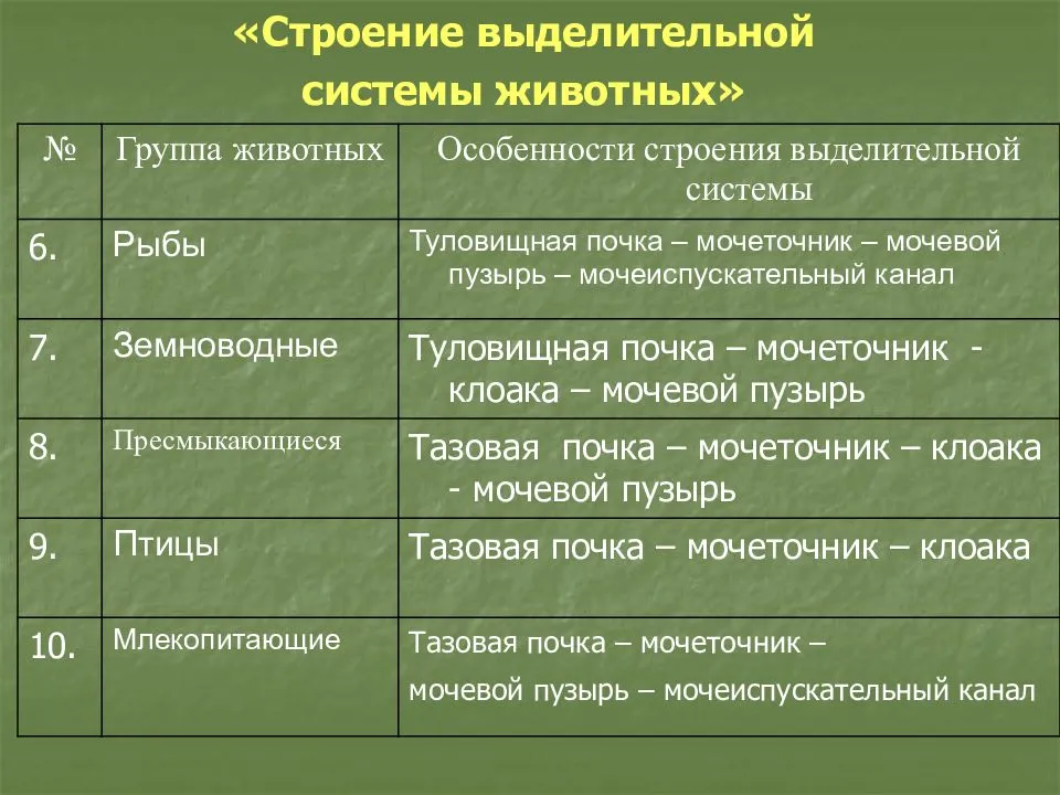 Клоака у птиц — уникальный орган, выполняющий множество функций