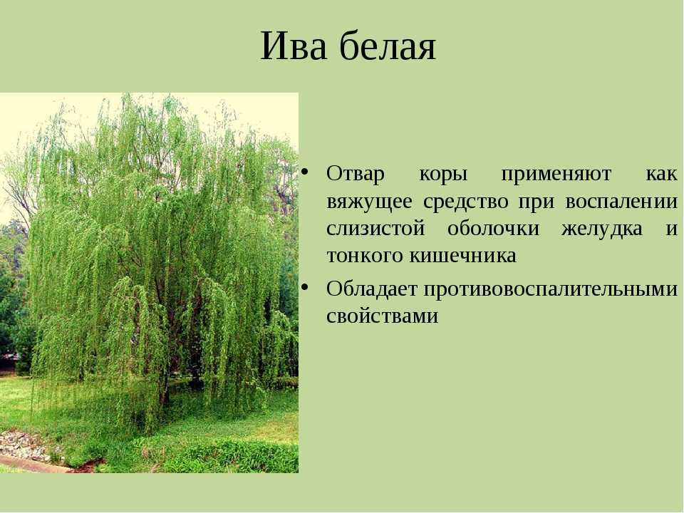 Ива козья | лесная кладовая