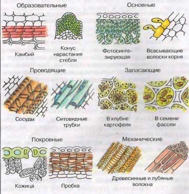 Ткань (биология) — энциклопедия руниверсалис