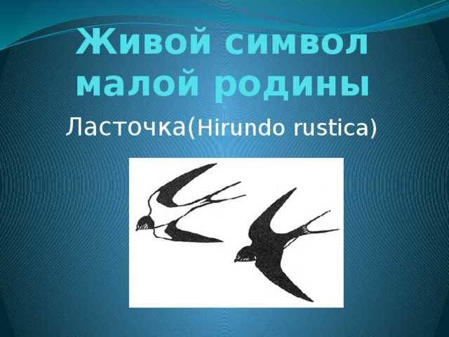 Символ и значение ласточки • символистика литературный проект