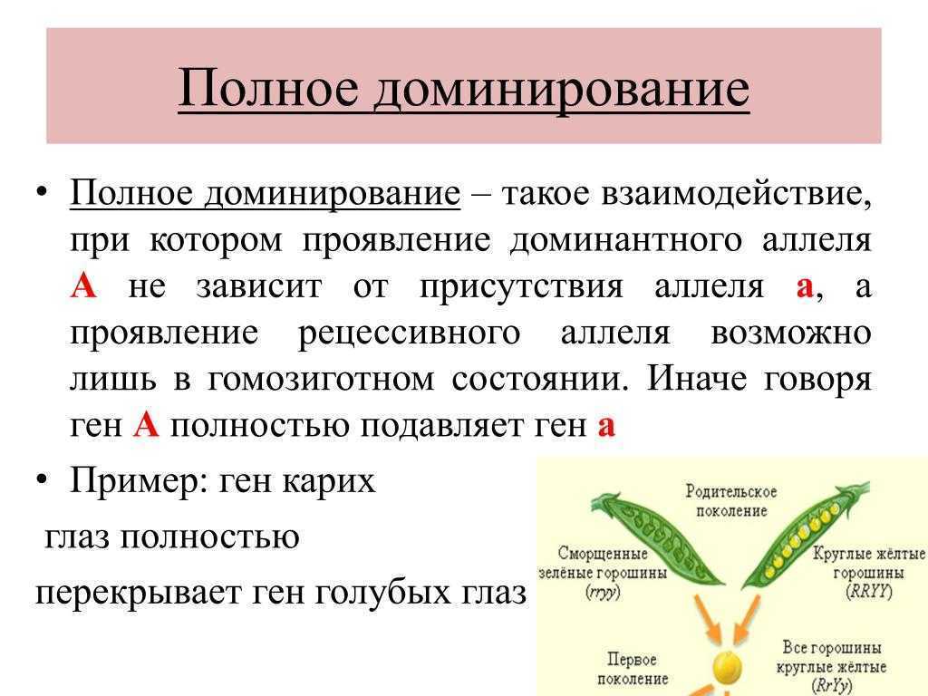 Глава 4. доминантность. мужчина нарасхват