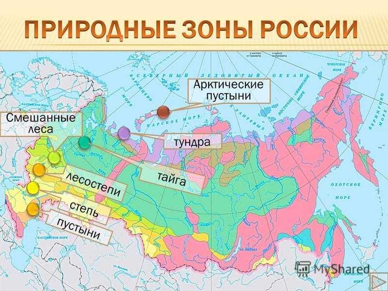 Зона лесотундры