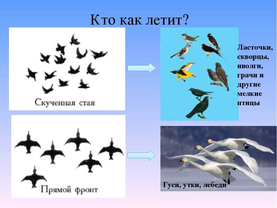 Описание белого аиста из красной книги