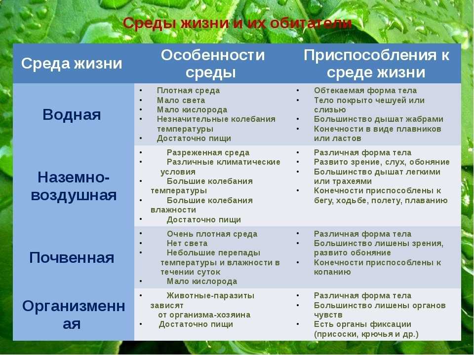 Как готовить морскую рыбу чилийский сибас или лаврак, чем она полезна - 34fish.ru