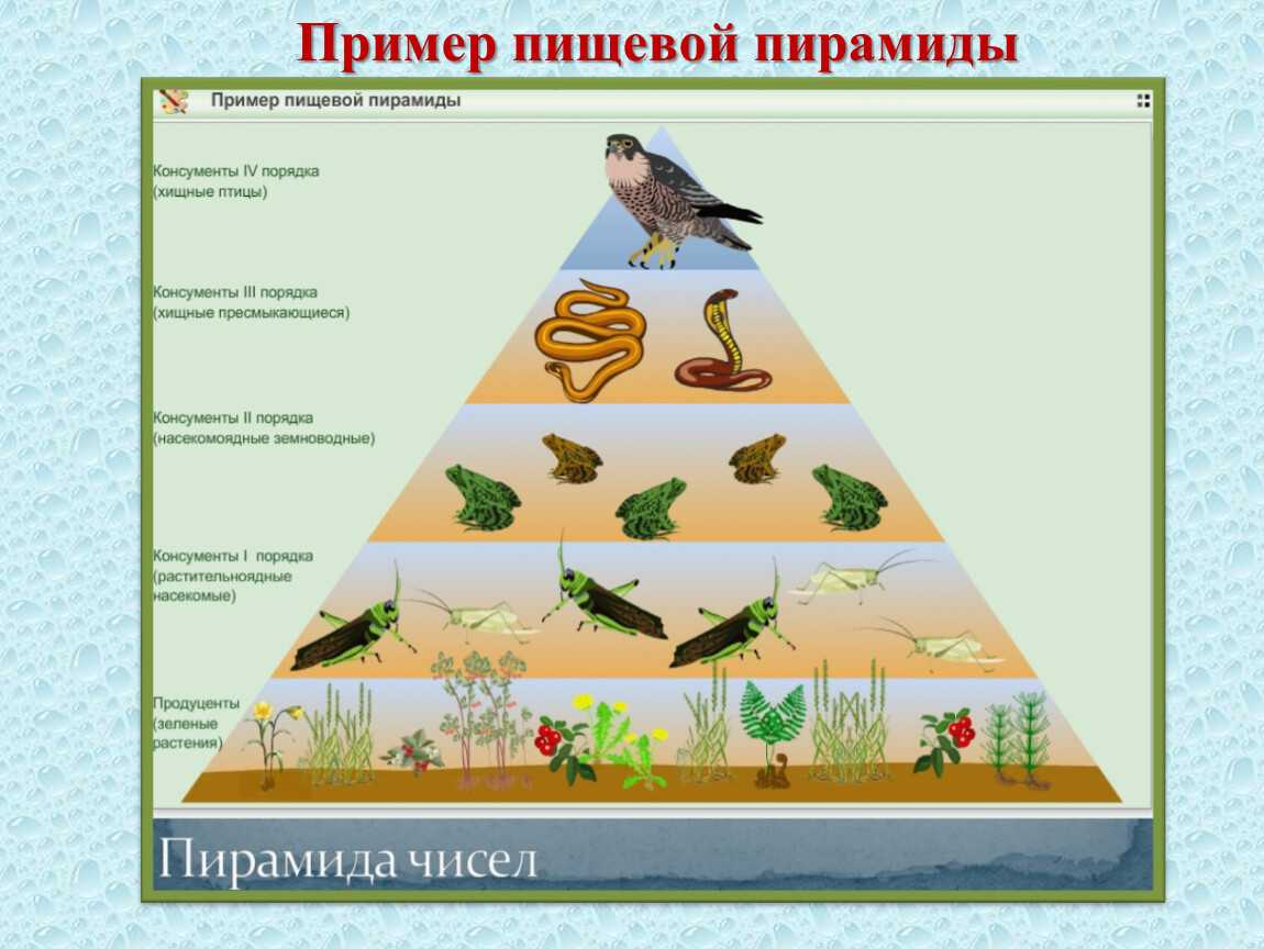 Экологическая пирамида - виды, характеристика и эффективность