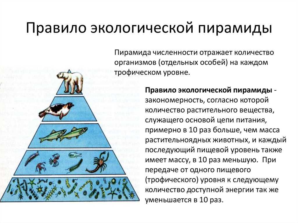 Экологическая  пирамида: по какому принципу строятся, в чем сущность правила, что отражают