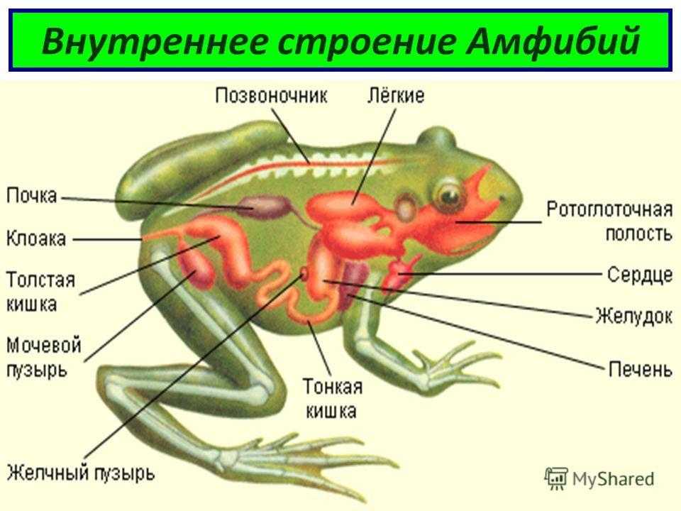 У каких животных есть клоака