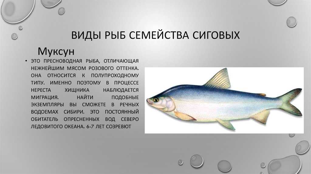 Список рыб: сиговые виды муксун, омуль и ряпушка