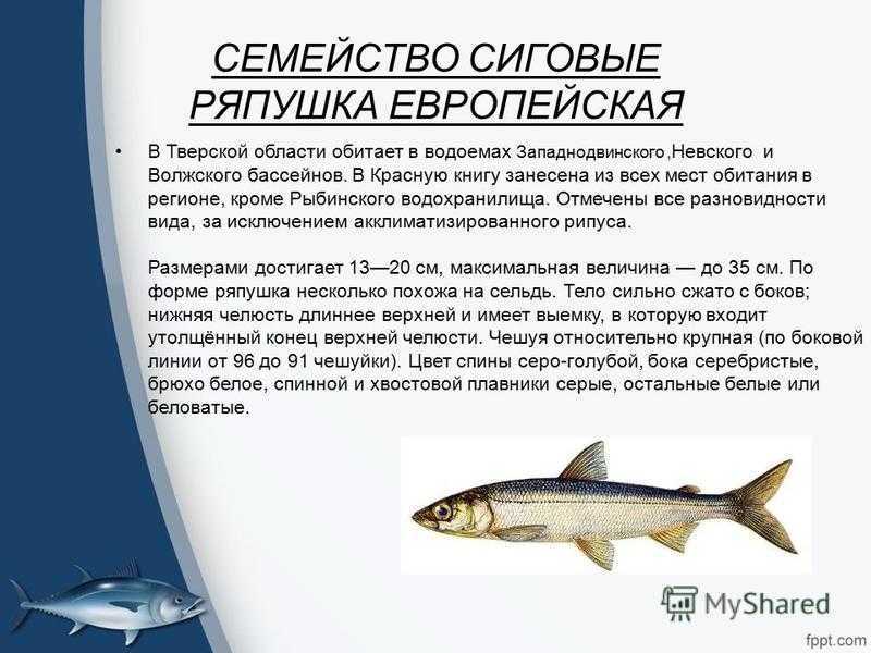 Отличие омуля от пеляди: их особенности и признаки