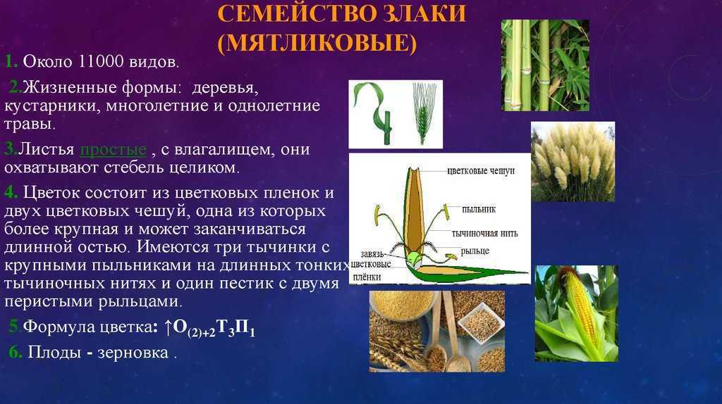 Семейство мятликовые общая характеристика