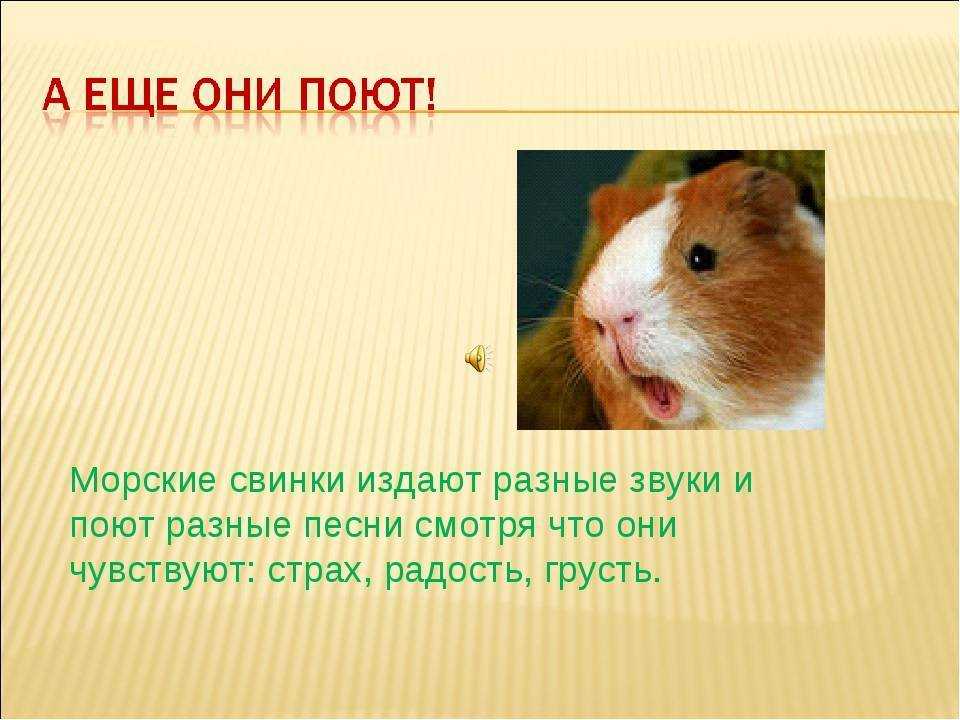 Сколько живут морские свинки в домашних условиях
