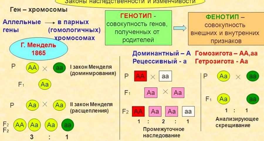 Генофонд: что это значит, значение понятия, роль в эволюции и сохранении видов