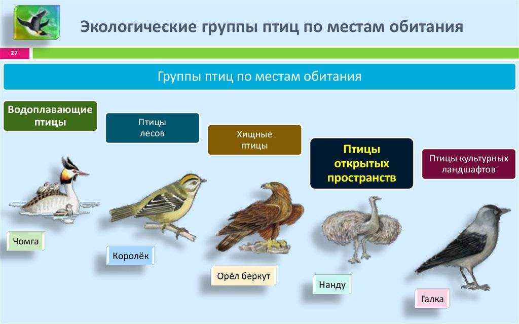 Содержание соколов | наши лучшие друзья