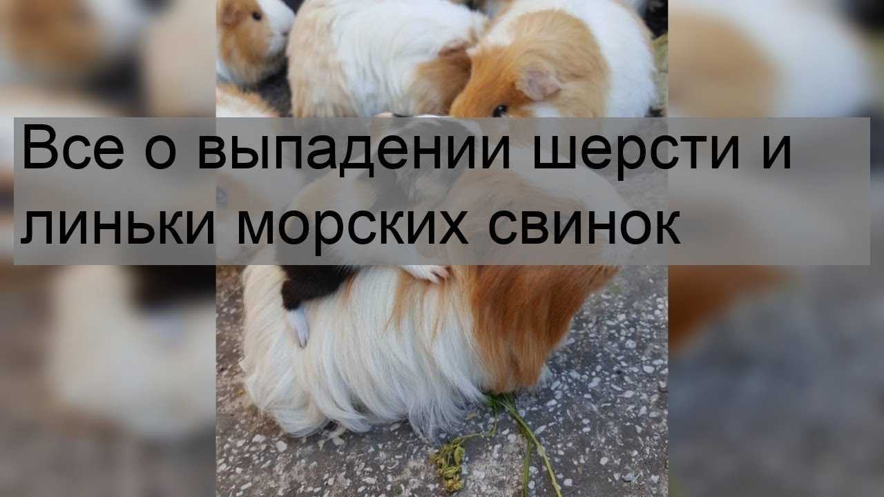 Почему морская свинка прыгает и носится по клетке