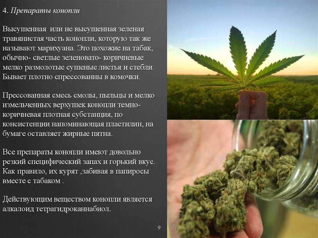 Ганджубас — что это такое и как используется