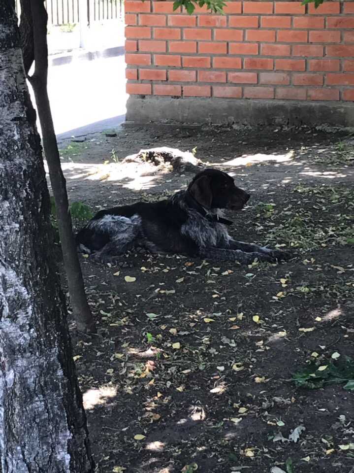 Почему собака воет