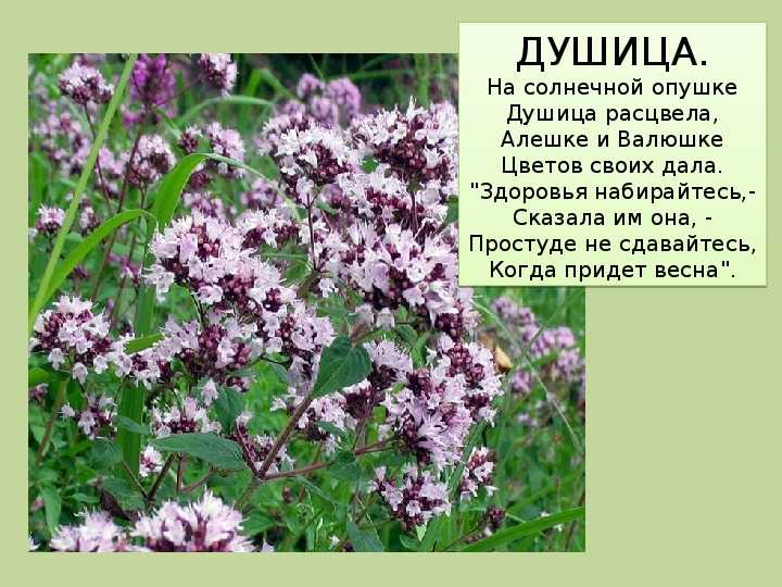 Мята – польза и вред для организма. виды. применение и противопоказания.