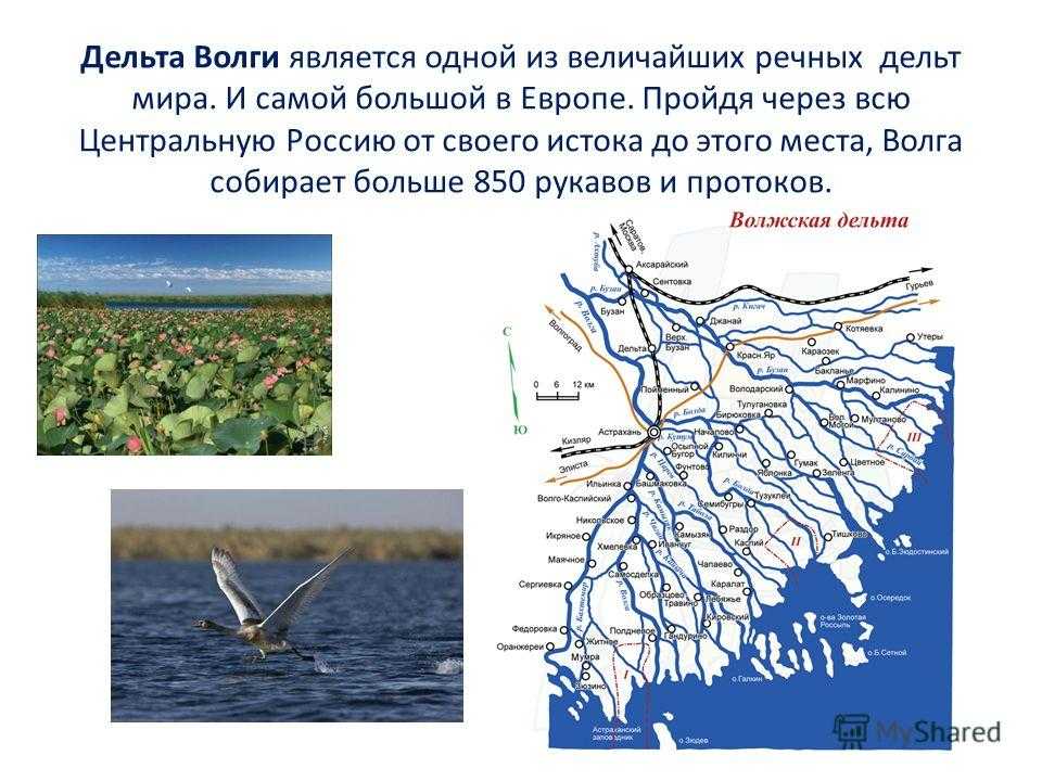 Речная дельта