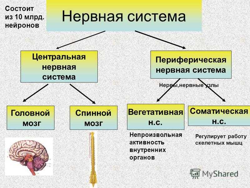 Как правильно пишется слово периферия или переферия однокоренные слова - морфемный разбор слова как правильно пишется слово периферия или переферия по составу: приставка, корень, суффикс, окончание