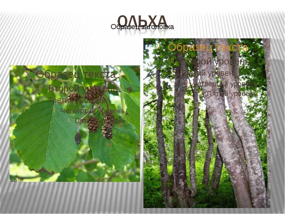 Осина (40 фото): описание и виды дерева, где растет