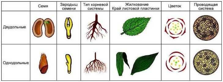 4.4.2. двудольные