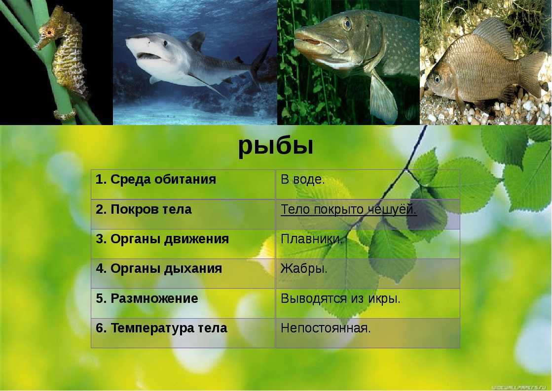Сибас жирная или нет. сибас – о калорийности, пользе и вреде рыбы, где водится. польза рыбы сибас