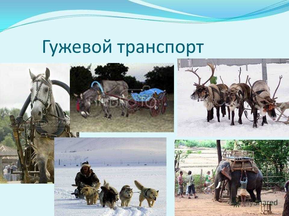 Виды транспорта. все виды транспортных средств. сможет ли человек прожить без транспортных средств?