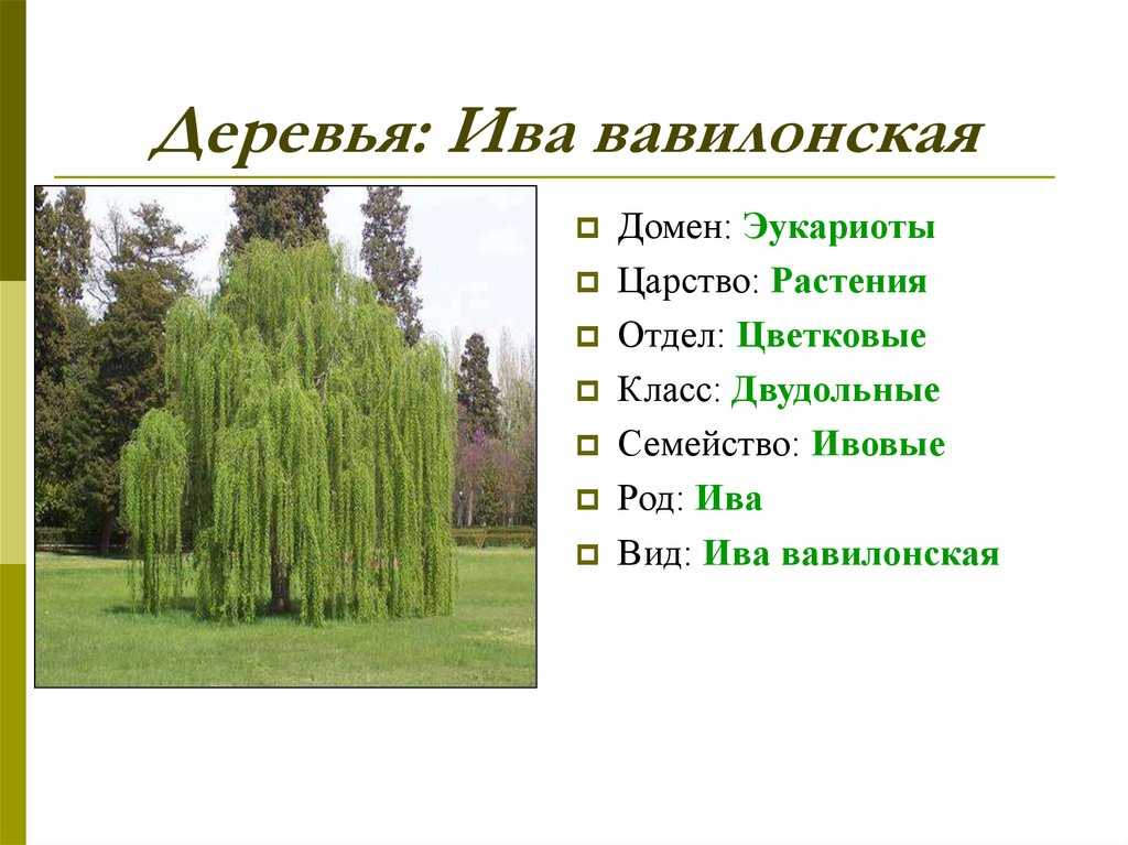 Ива: фото дерева и листьев, описание, разновидности - sadovnikam.ru