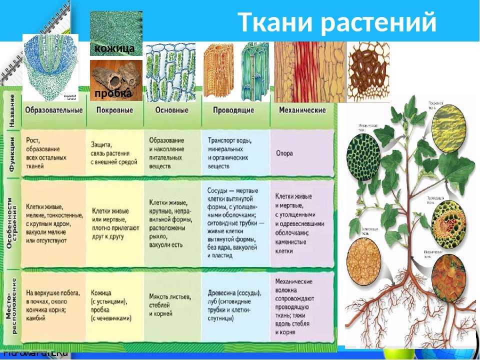 Растительные ткани - bio-lessons