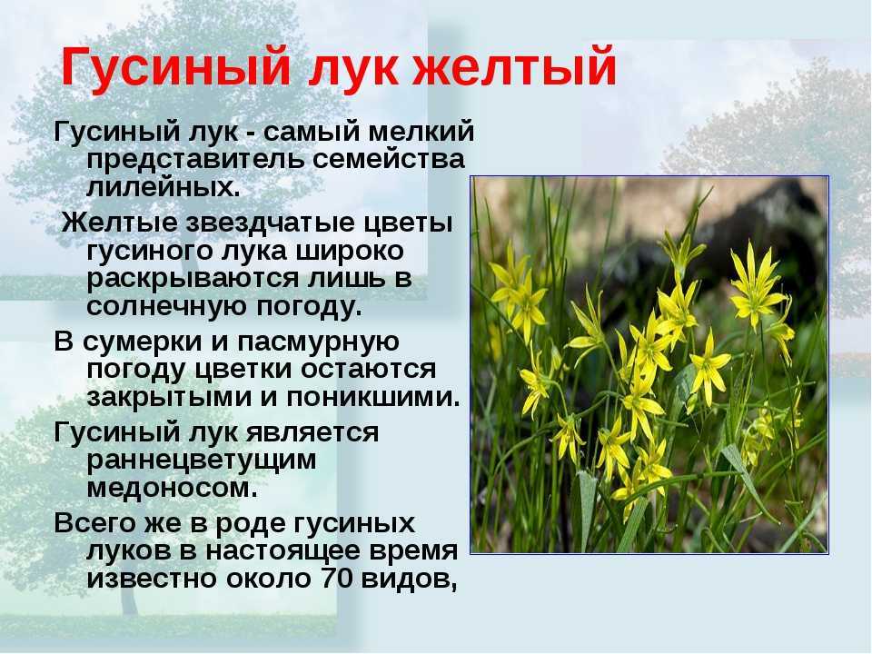 Гусиный лук