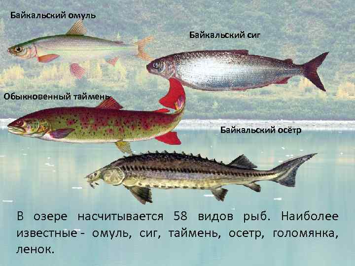 Рыба семейства сиговых — информация о видах рыб