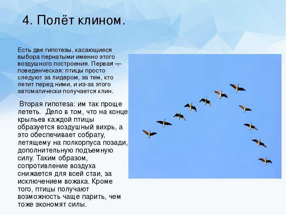 Где живет белый аист? - интернет-журнал "дом и быт"
