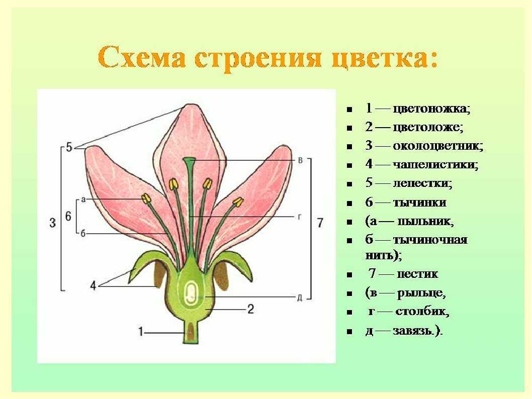 Пыльник: характеристики, детали, функции
