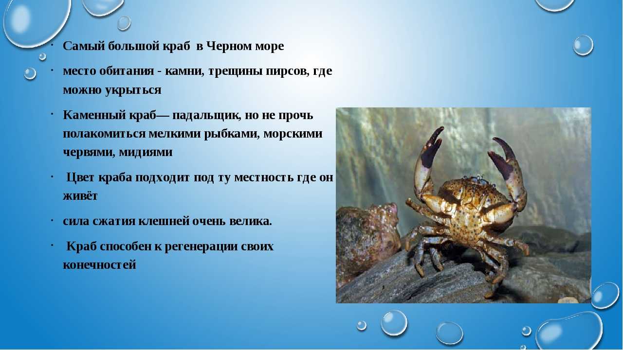 Теория ведра с крабами: ни себе ни людям